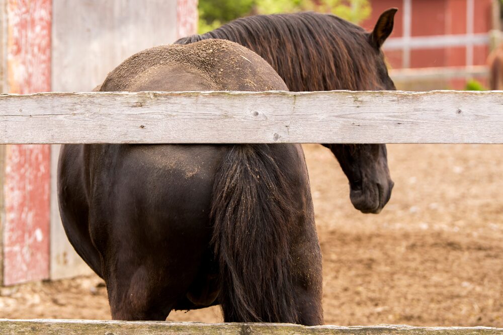 horse rubbing their butt on a top fence rail 