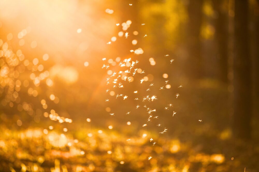 no see ums in sunlight