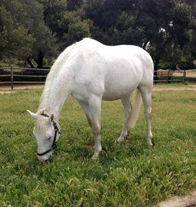 horse eating grass in a halter