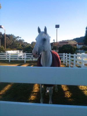 gray horse in red blanket across the fence