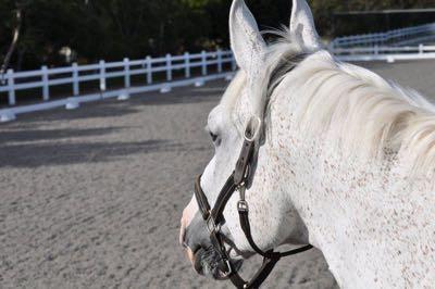 profile of grey horse wearing a halter