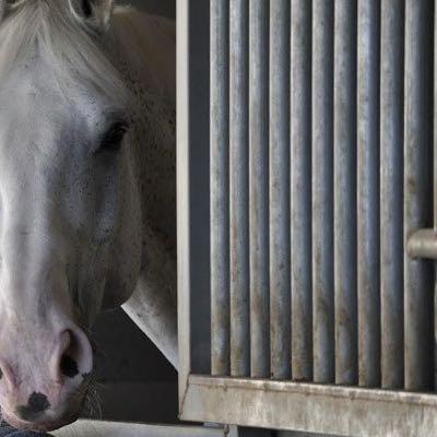 gray horse in stall looking out