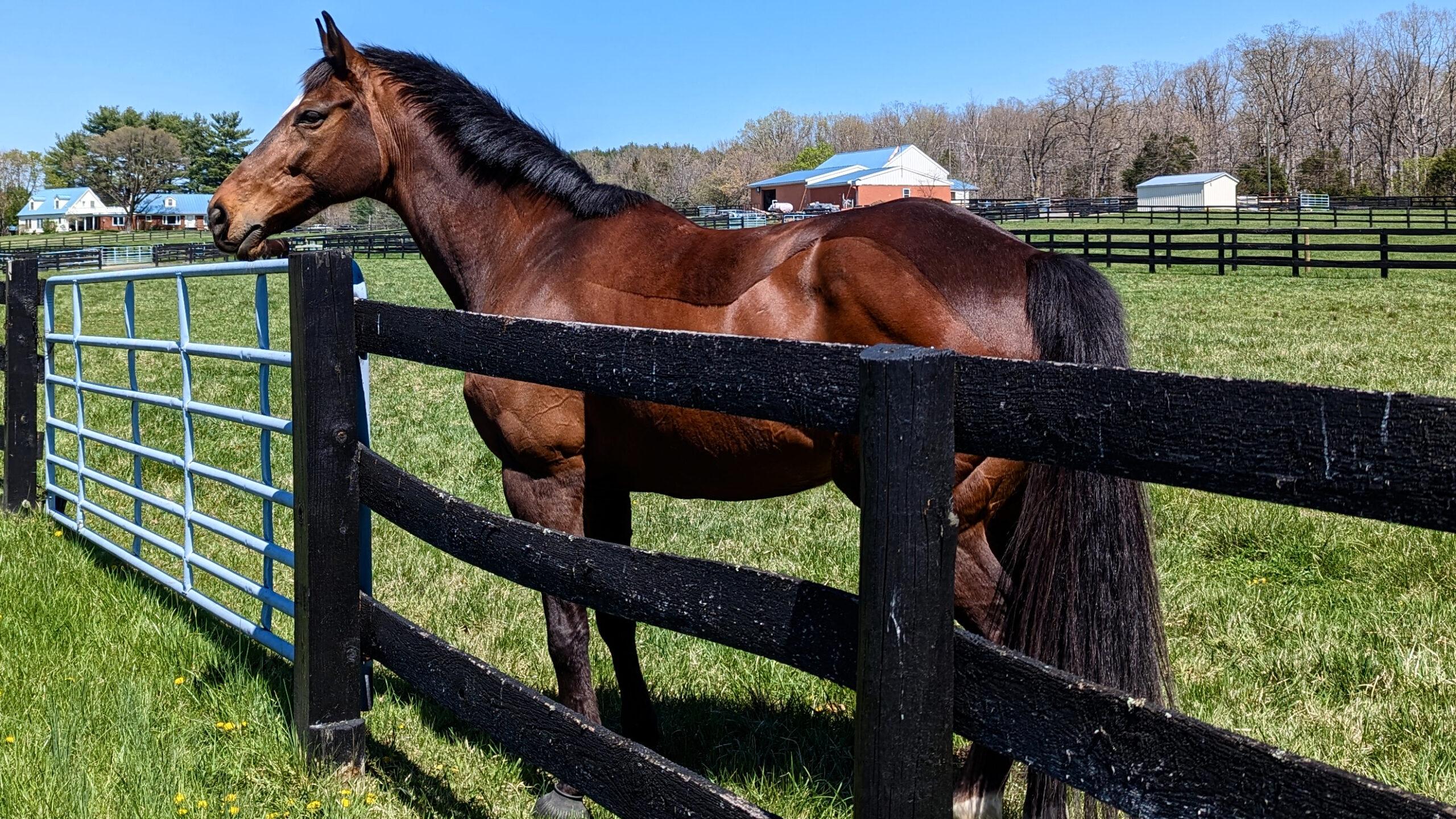 Free Download - The Complete Guide to Horse Clipping