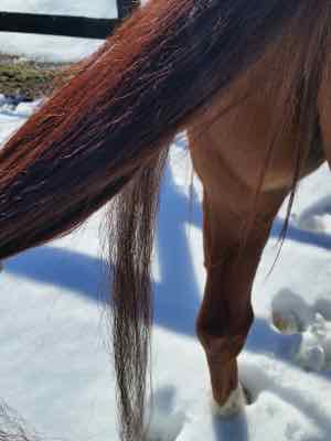 leave a bit of hair hanging on the tail for a knot