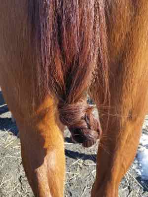 mud knot on chestnut horse tail