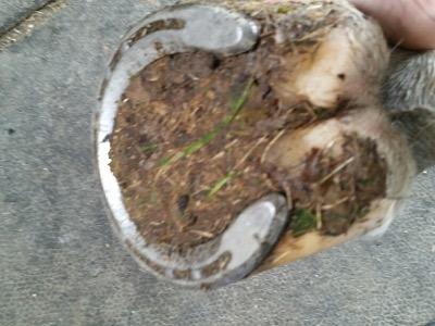 mud packed into a horse hoof