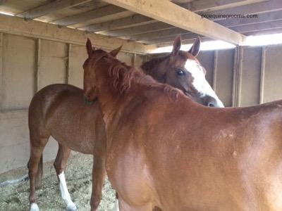 two horses mutually grooming in a big shed