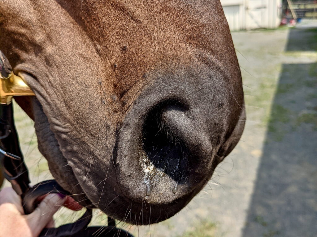 a close up of nasal discharge on a horse's right nostril