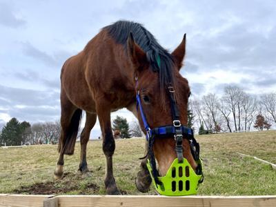 horse wearing a green grazing muzzle