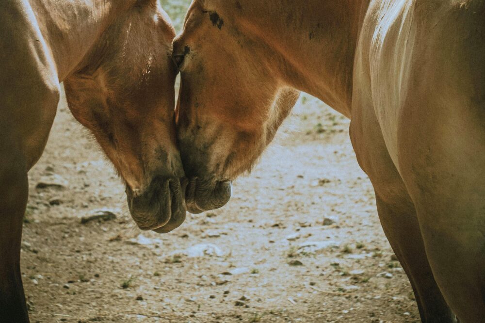 two horses sniffing each other's noses