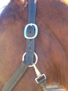 leather halter with silver hardware