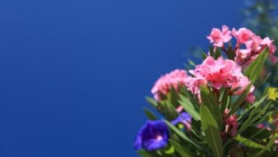 oleander flowers and blue sky