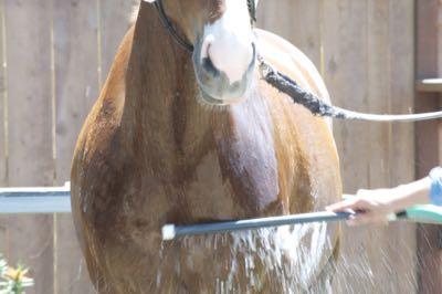 horse getting rinsed in outside wash rack