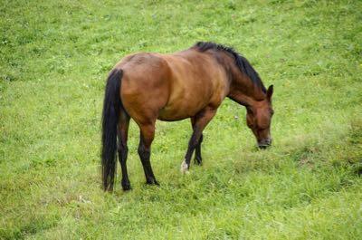 overweight horse eating grass