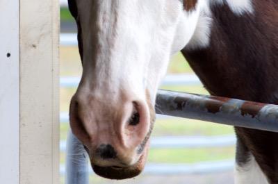 pink nose of a paint horse