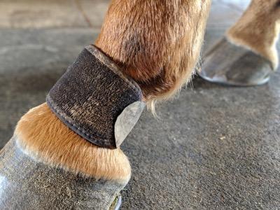 pastern wrap for interference