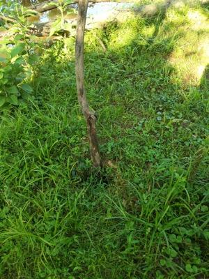 pasture hole with a stick