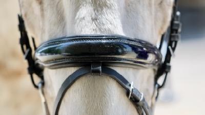 patent leather bridle on a gray horse