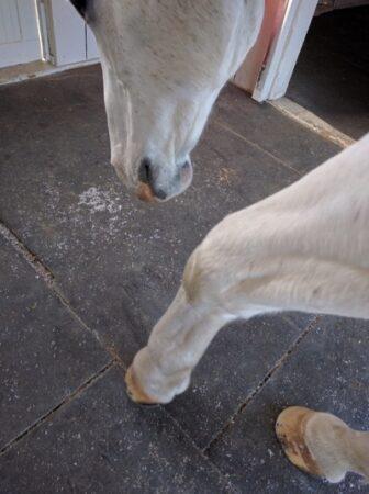 gray horse pawing the grooming stal mats