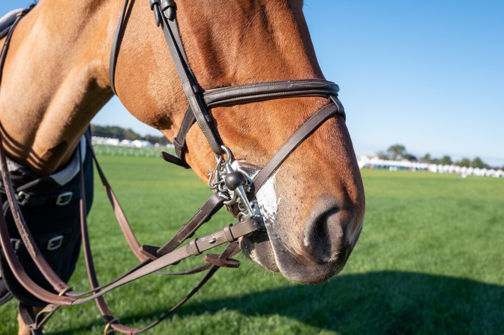 chestnut horse wearing a jumping bridle with a flash and pelham bit, showing foam around the corners of the mouth