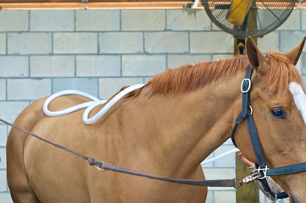 using PEMF therapy on a horse's back