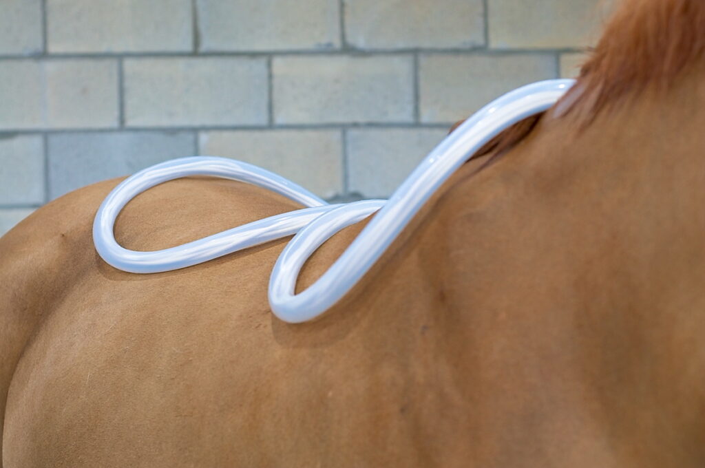 PEMF coils on a horse's back