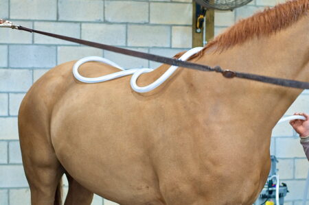 pulsed electromagnetic coils on a horse's back