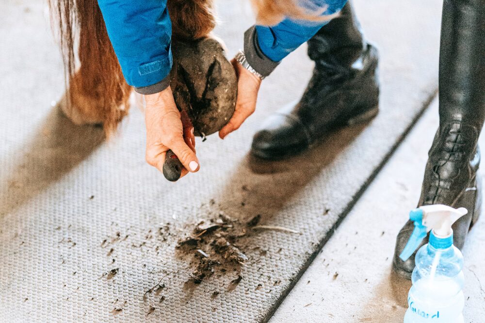 picking a hoof with a pile of dirt underneath the lifted horse leg
