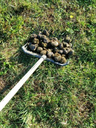 picking up manure in a pasture