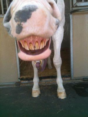 horse pink nose doing flehmen response