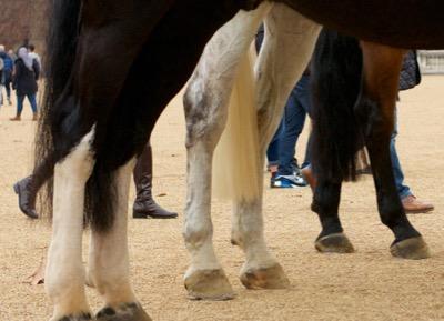 banged tails on police horses