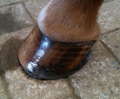 coronary-band-shiny-hoof