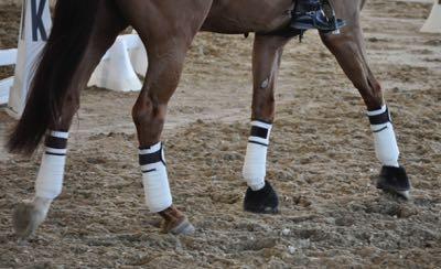 white polo wraps on a horse