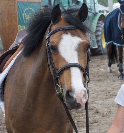pony in a bridle at a horse show