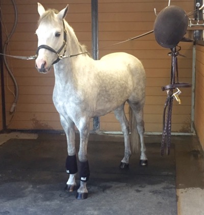 small gray pony in cross ties