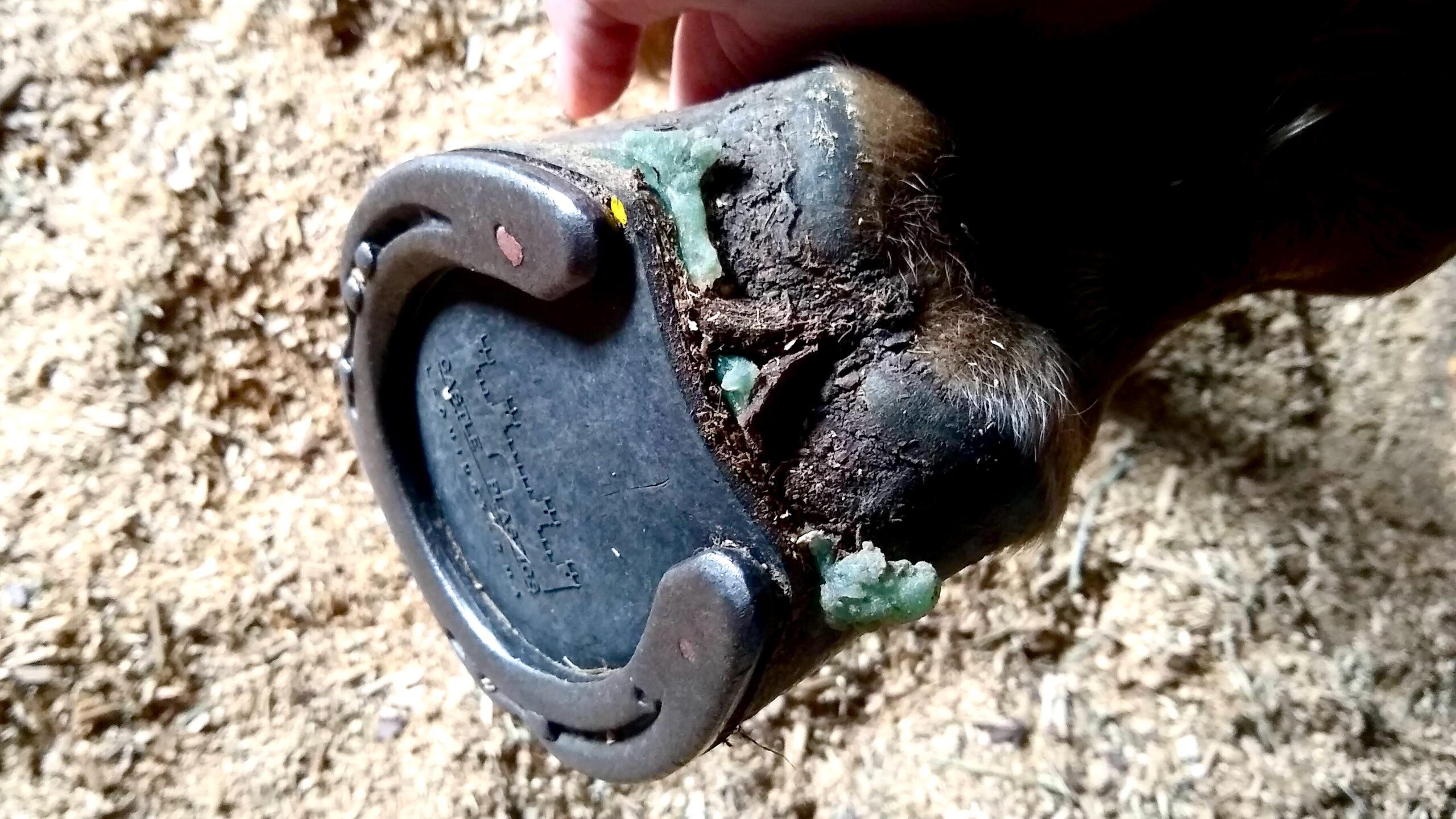 underside of hoof showing horseshoe, pad, and pour in composite material