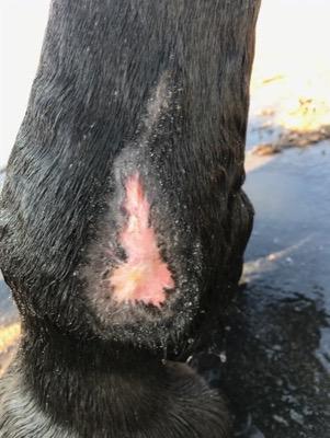 healing granulation tissue on horse fetlock wound