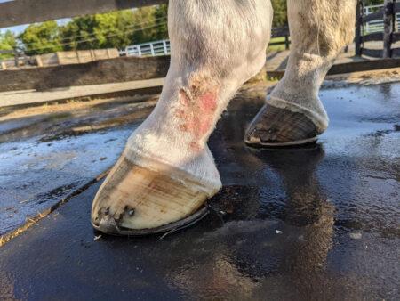 mud fever scratches on the lower leg, also known as equine pastern dermatitis