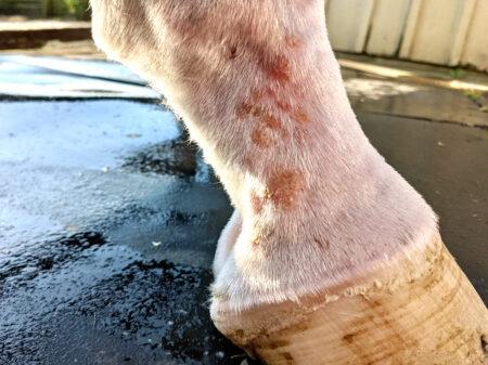 horse pastern with healing mud fever