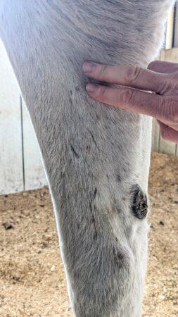 patch test location near the elbow on the inner and upper front leg