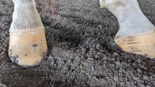 back hoof with horizontal hoof crack from gravel abscess