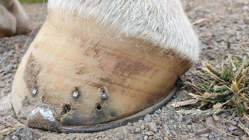 hoof bruise on exterior of hoof wall on white hoof