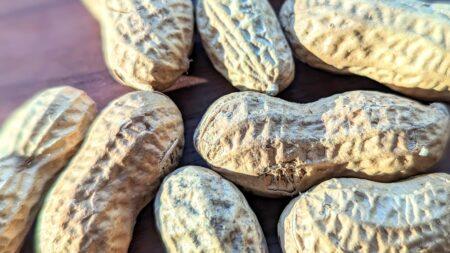 peanuts for horses in the shell