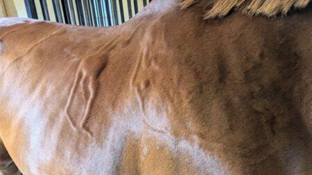 hives on horse rib area and shoulder