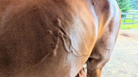 hives on horses side and hip