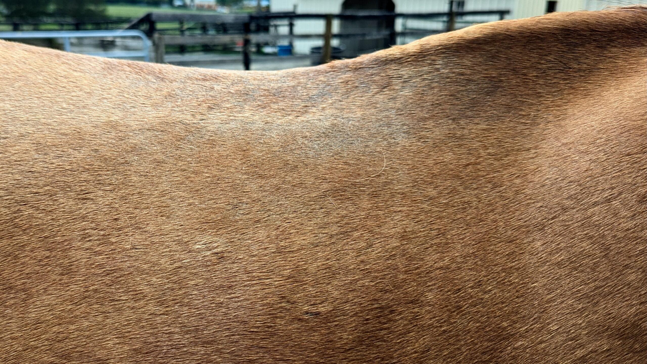 chestnut horse with rain rot on the saddle area