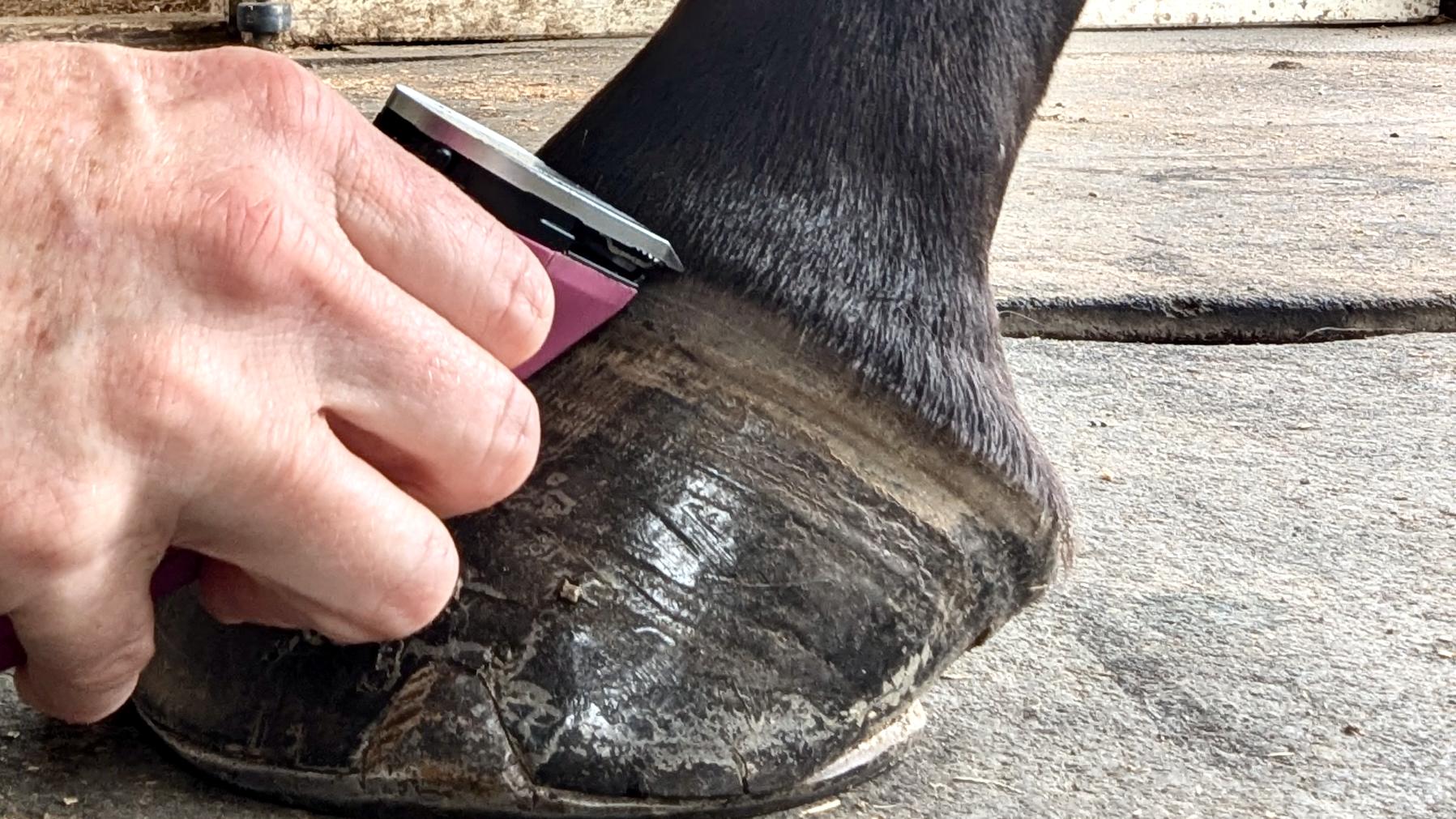 coronary band clipping by holding the clippers into the hair