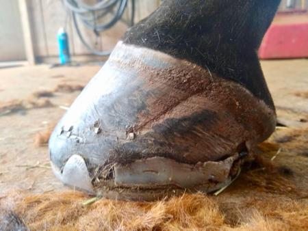 quarter crack on a horse hoof