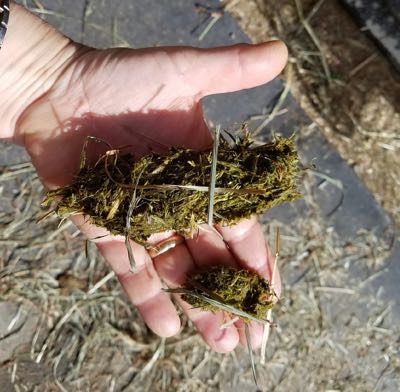 large bolus of quidding from a horse