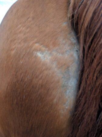 bad rain rot on a horse butt cheek